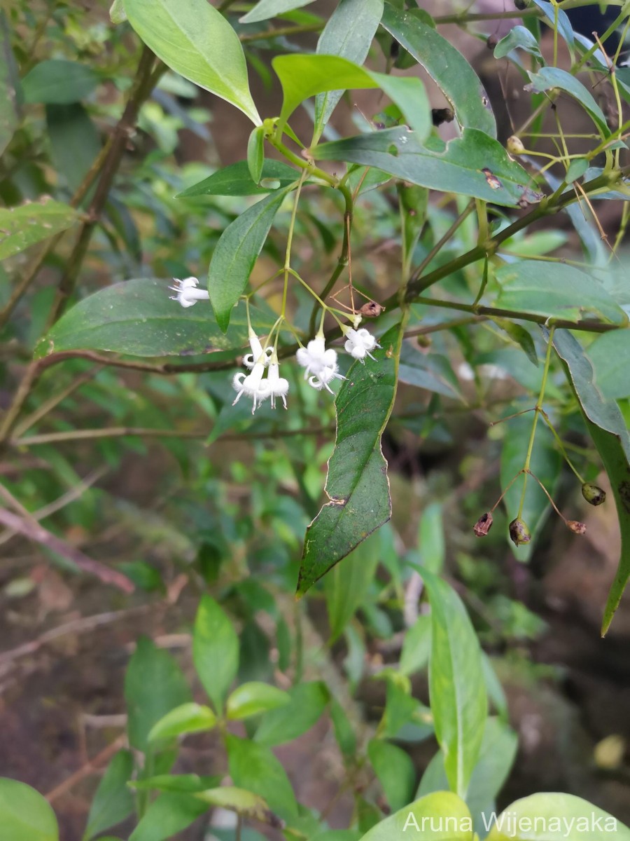 Hedyotis trimenii var. orbicularifolia Ridsdale